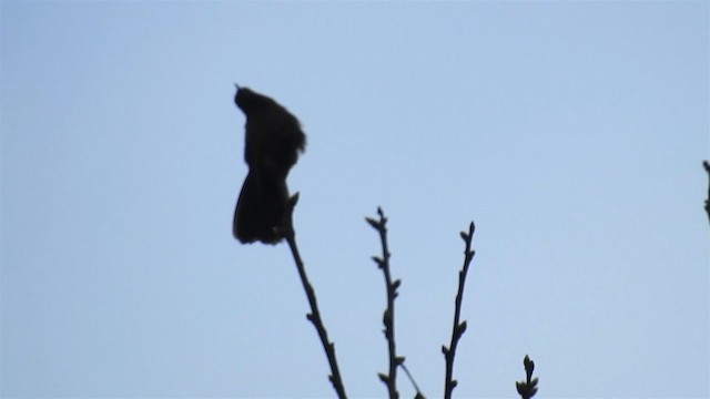 鳥類 - ML200957141