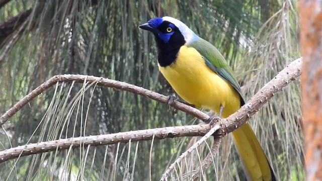 Green Jay (Inca) - ML200957211