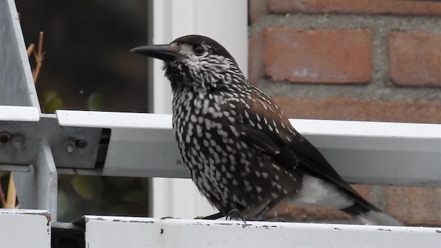 Eurasian Nutcracker (Northern) - ML200957251