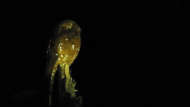 Rufous Potoo - ML200957311