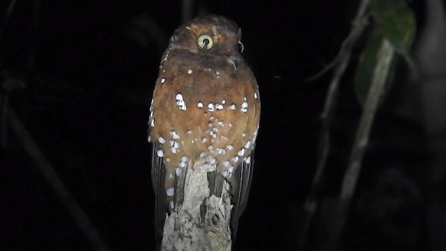 Rufous Potoo - ML200957321