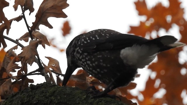 Eurasian Nutcracker (Northern) - ML200957341