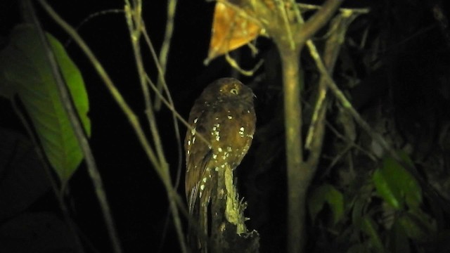 Rufous Potoo - ML200957361