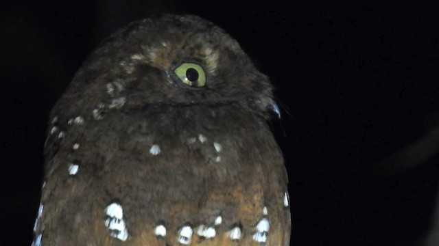 Rufous Potoo - ML200957371