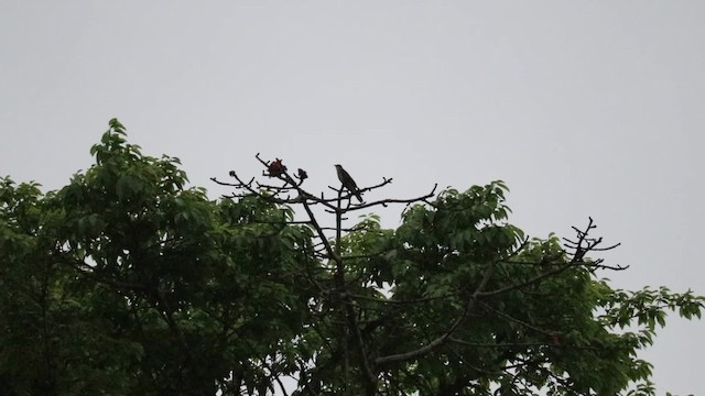 Large Hawk-Cuckoo - ML200957731