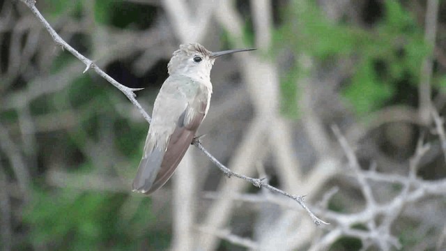 Buffy Hummingbird - ML200957781