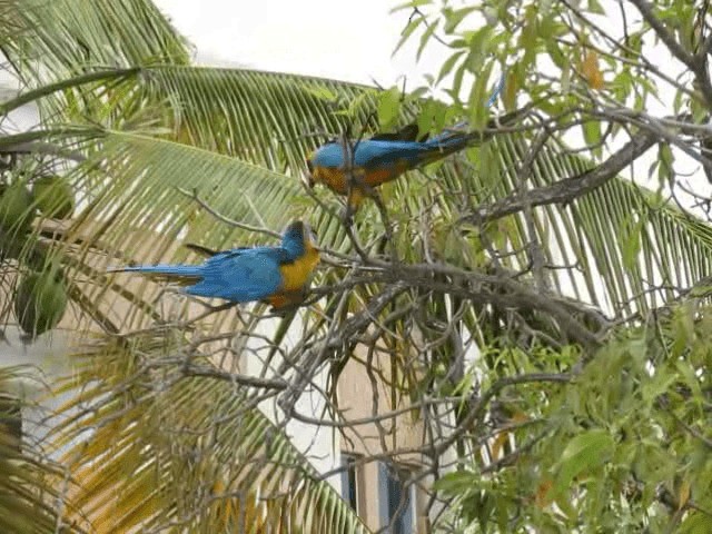 Blue-and-yellow Macaw - ML200957801