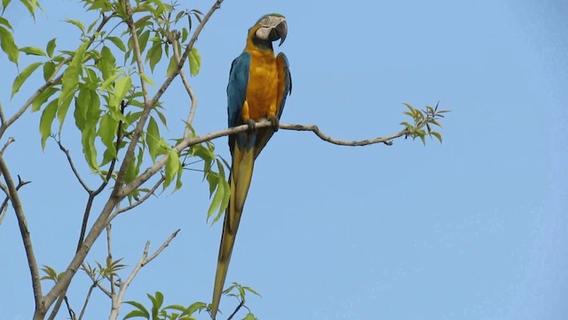 Blue-and-yellow Macaw - ML200957821