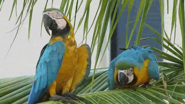 Blue-and-yellow Macaw - ML200957921