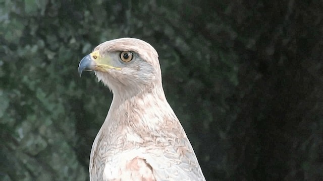 kanelvåk - ML200957941