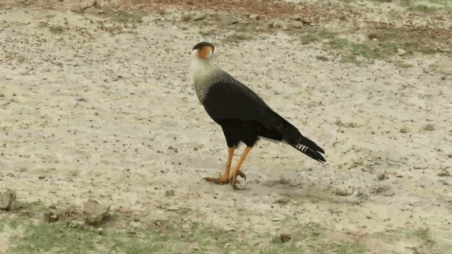 Crested Caracara (Northern) - ML200957981