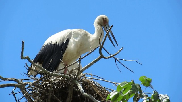 maguaristork - ML200958011