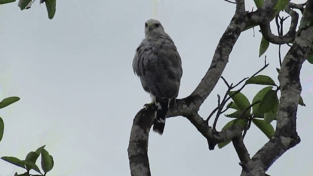 Gray-lined Hawk - ML200958031