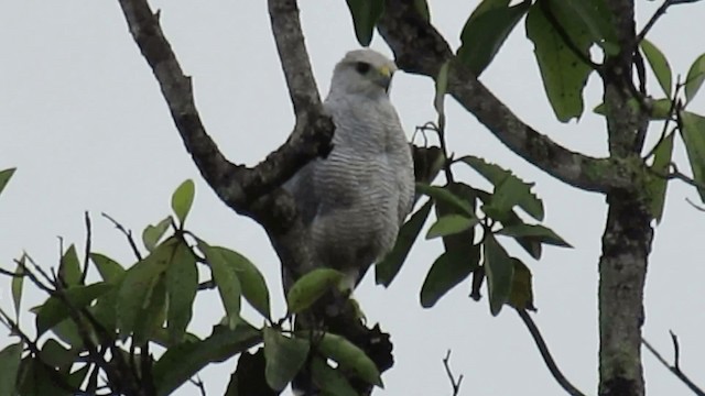 Gray-lined Hawk - ML200958041