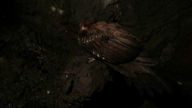 Oilbird - ML200958081