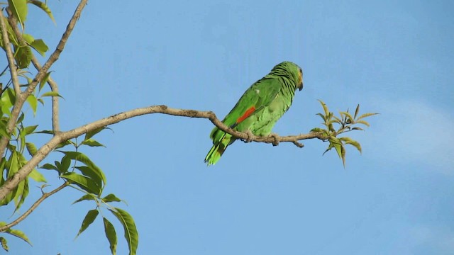 Amazona Alinaranja - ML200958141