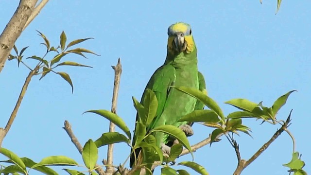 Amazona Alinaranja - ML200958151