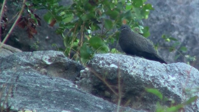Chestnut-quilled Rock-Pigeon - ML200958171