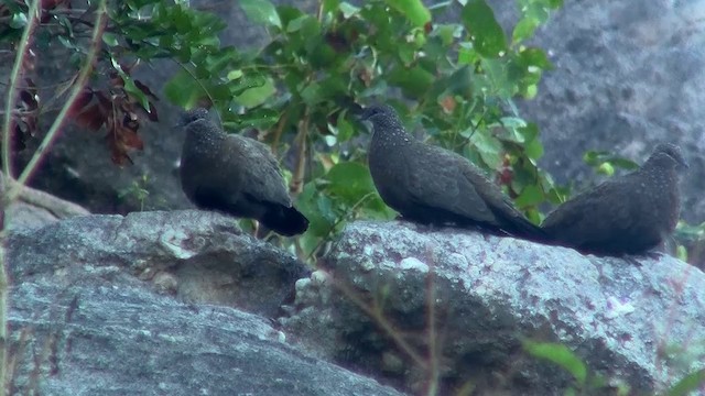 Chestnut-quilled Rock-Pigeon - ML200958181