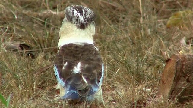 Martin-chasseur à ailes bleues - ML200958211