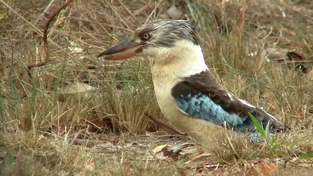 Martin-chasseur à ailes bleues - ML200958221