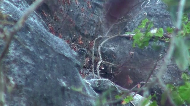 Chestnut-quilled Rock-Pigeon - ML200958231