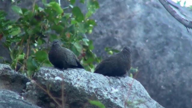 Chestnut-quilled Rock-Pigeon - ML200958241