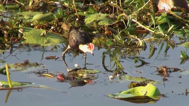 Comb-crested Jacana - ML200958251