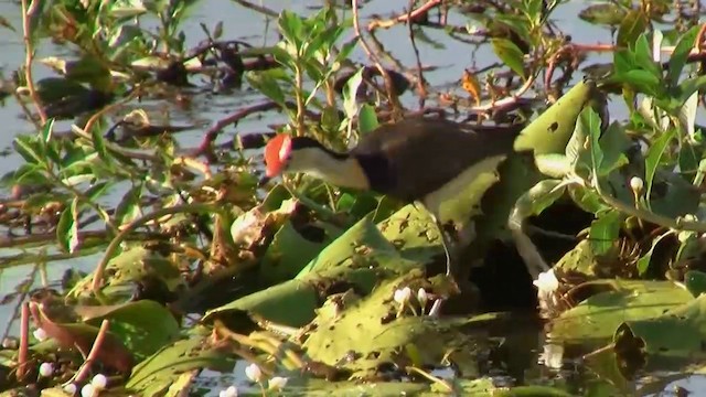 Comb-crested Jacana - ML200958261