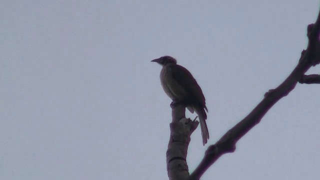 hjelmmunkefugl (gordoni/ammitophilus) - ML200958281