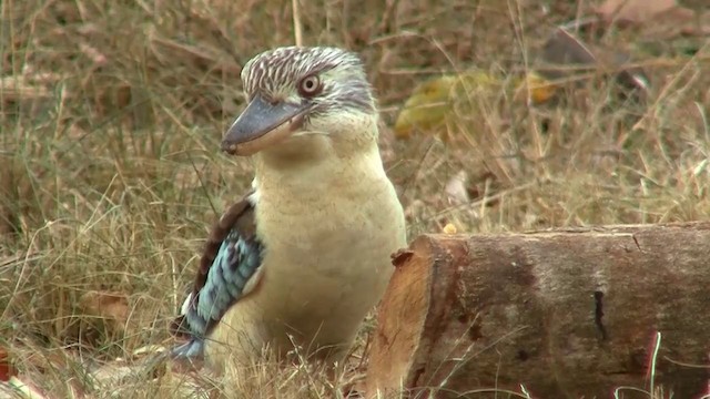 Blue-winged Kookaburra - ML200958291