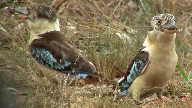 Blue-winged Kookaburra - ML200958301