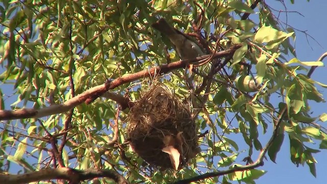 Little Friarbird - ML200958311