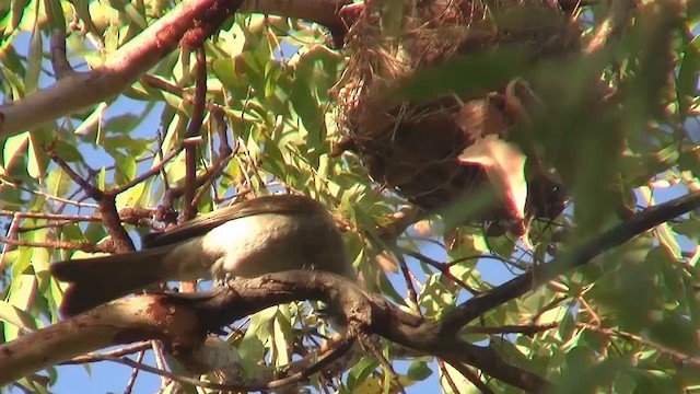 Little Friarbird - ML200958321