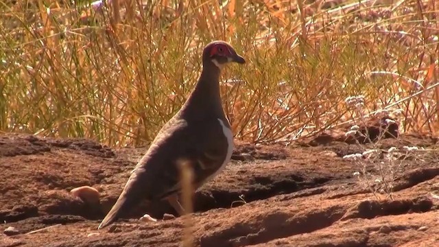 Partridge Pigeon - ML200958331