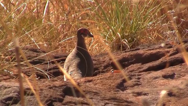 Partridge Pigeon - ML200958351