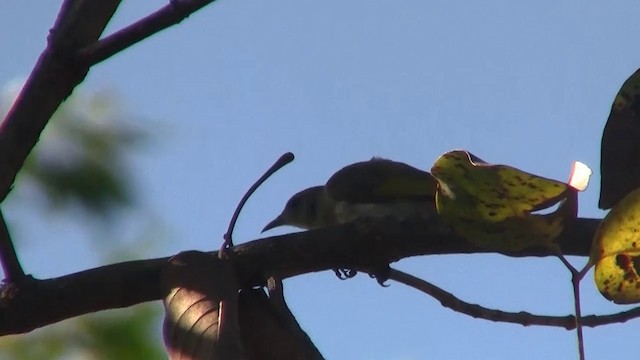 Rufous-banded Honeyeater - ML200958371