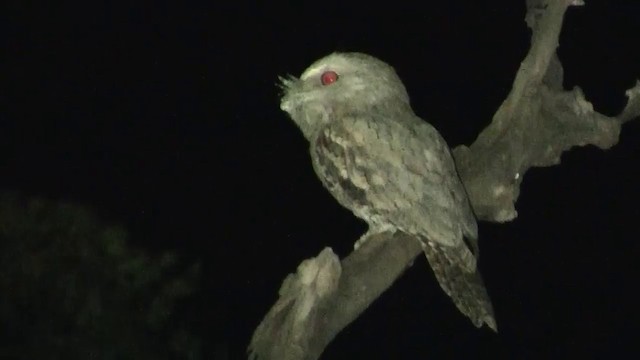 Tawny Frogmouth - ML200958381