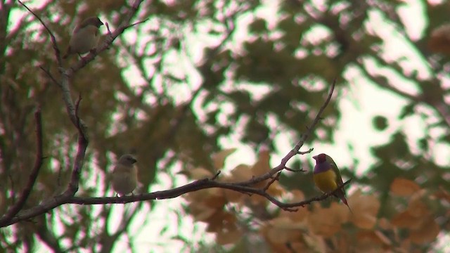 Gouldian Finch - ML200958411