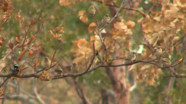 Gouldian Finch - ML200958421