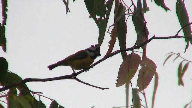 Northern Shrike-tit - ML200958441