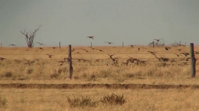 Flock Bronzewing - ML200958461