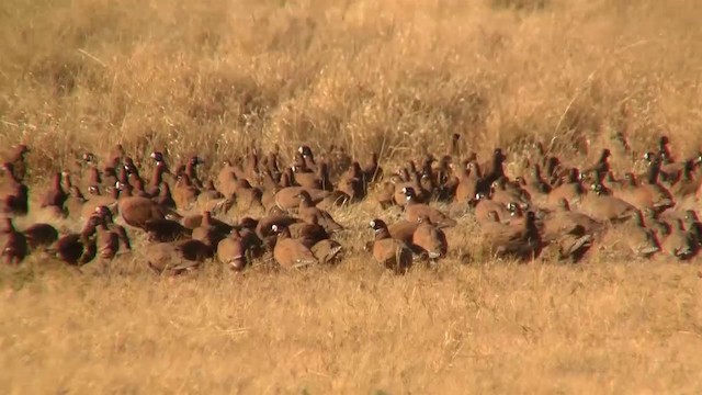 Flock Bronzewing - ML200958471