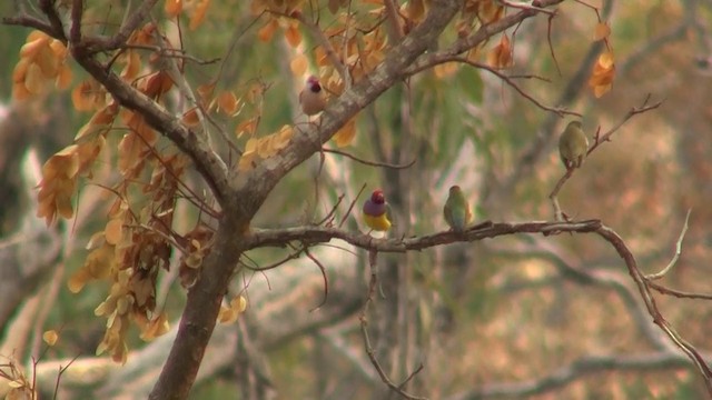 Gouldian Finch - ML200958511