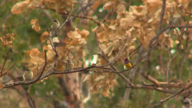 Gouldian Finch - ML200958521