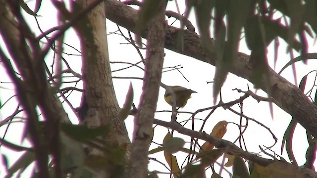 Northern Shrike-tit - ML200958531