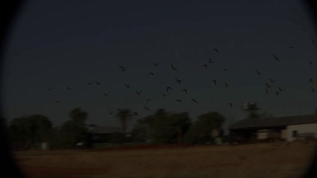 Flock Bronzewing - ML200958561