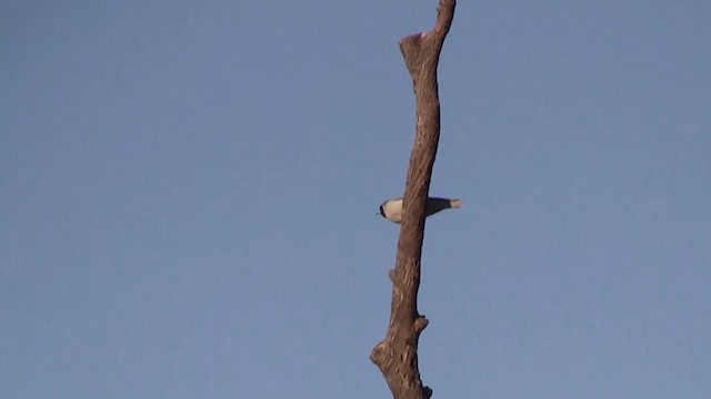 Masked Woodswallow - ML200958581