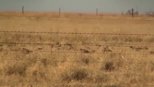 Flock Bronzewing - ML200958621