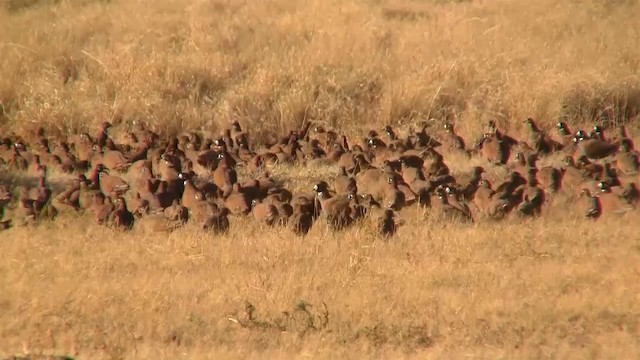 Flock Bronzewing - ML200958631